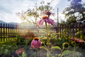 purple coneflower in the cottage garden in backlight with garden fence and apple tree, in background Rofan mountain range purple coneflower in the cottage garden in backlight with garden fence and apple tree, in background Rofan mountain range